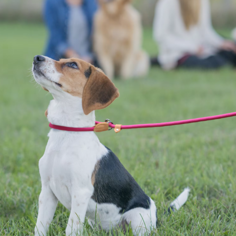 Durable Hands-Free Dog Leash