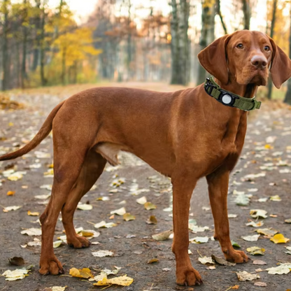 Resistant AirTag Dog Collar